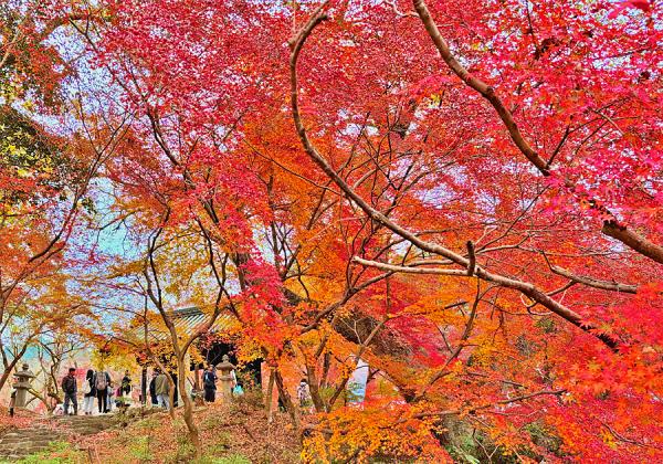 小京都秋月の紅葉絵巻ともみじの如意輪寺と3個お土産付柿狩りと贅沢な海鮮よくばりランチ1